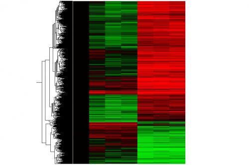 株式会社アライアンスバイオシステムズ 遺伝子発現解析